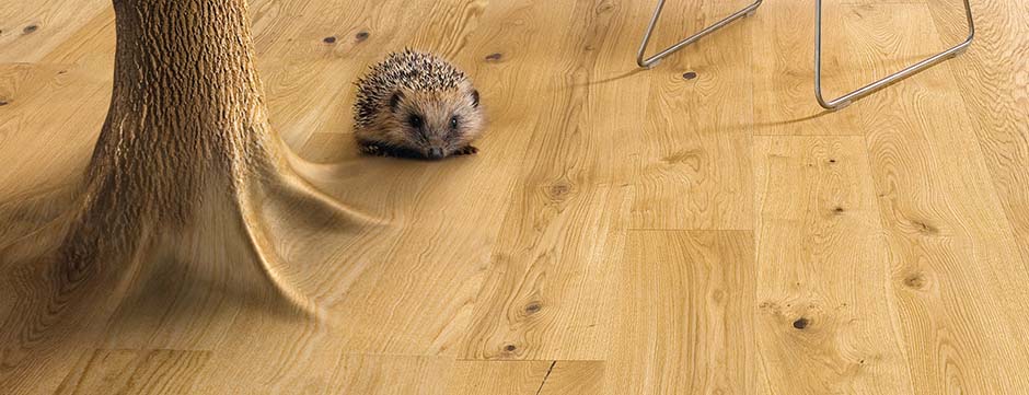 Das Charisma der Eiche